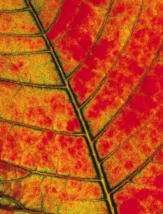 Add your one line caption using the Image tab of the Web Properties dialog